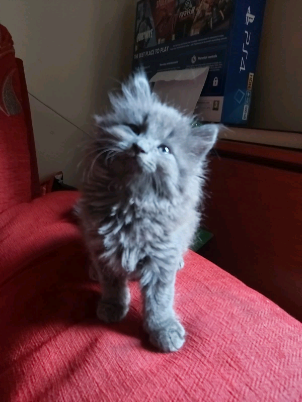 siberian kittens for sale gumtree